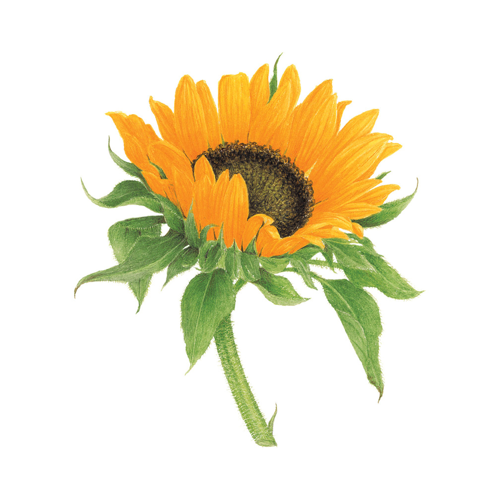 [Tattly] Sunflower 타투스티커