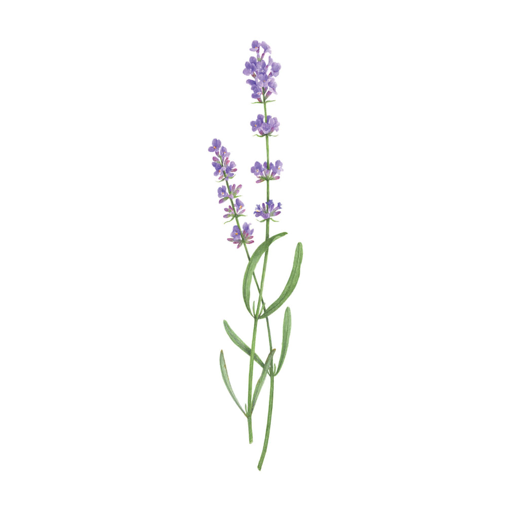 [Tattly] Lavender 타투스티커